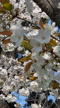 新宿御苑に投稿された画像（2026/3/29）