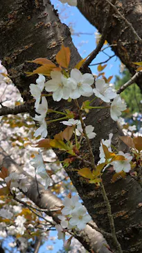 新宿御苑に投稿された画像（2026/3/29）