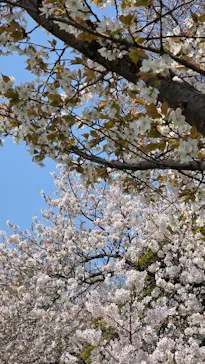 新宿御苑に投稿された画像（2026/3/29）