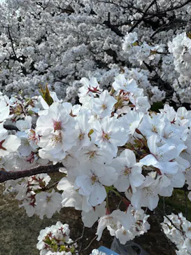 新宿御苑に投稿された画像（2026/3/29）