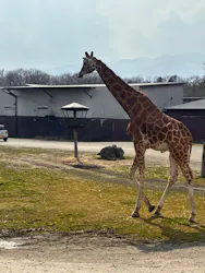 那須サファリパークに投稿された画像（2026/3/29）