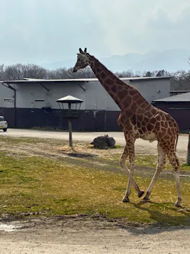 那須サファリパークに投稿された画像（2026/3/29）