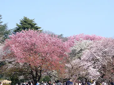 新宿御苑に投稿された画像（2026/3/29）