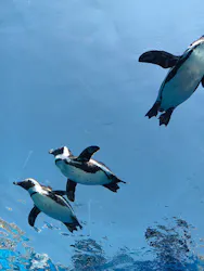 サンシャイン水族館に投稿された画像（2026/3/29）