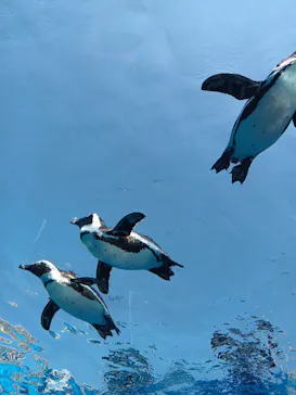 サンシャイン水族館に投稿された画像（2026/3/29）