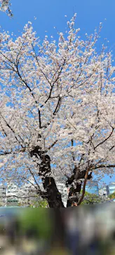 新宿御苑に投稿された画像（2026/3/29）