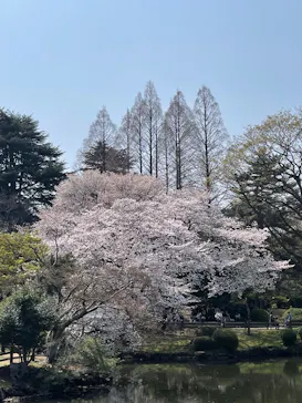 新宿御苑に投稿された画像（2026/3/29）