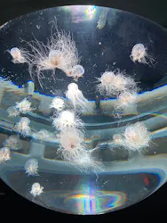サンシャイン水族館に投稿された画像（2026/3/29）