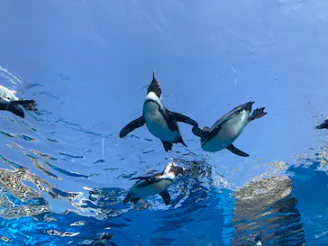 サンシャイン水族館に投稿された画像（2026/3/29）