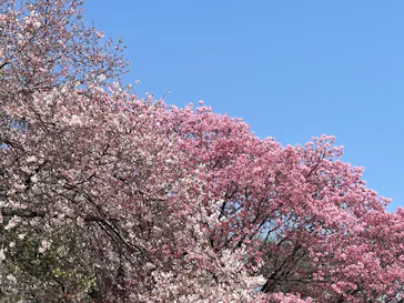 新宿御苑に投稿された画像（2026/3/29）