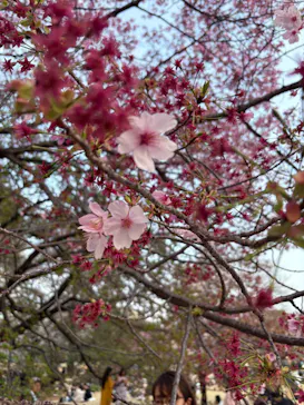 新宿御苑に投稿された画像（2026/3/29）