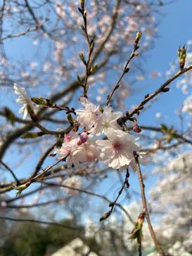 新宿御苑に投稿された画像（2026/3/29）