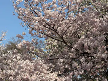 新宿御苑に投稿された画像（2026/3/29）