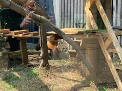 恩賜上野動物園に投稿された画像（2026/3/29）