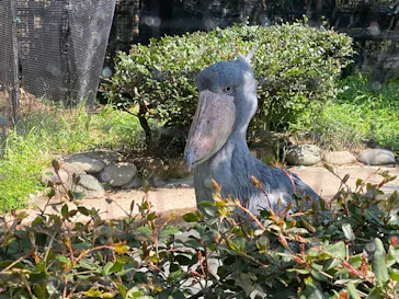 恩賜上野動物園に投稿された画像（2026/3/29）