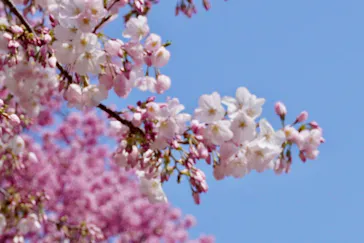 新宿御苑に投稿された画像（2026/3/29）