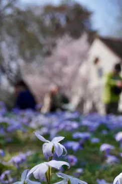 新宿御苑に投稿された画像（2026/3/29）