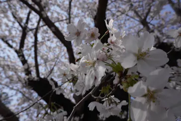 新宿御苑に投稿された画像（2026/3/29）