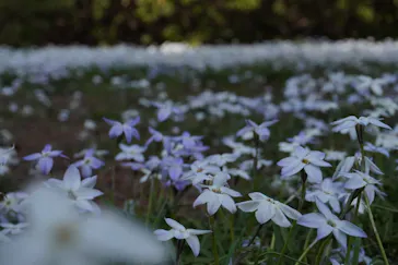 新宿御苑に投稿された画像（2026/3/29）