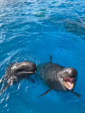 沖縄美ら海水族館に投稿された画像（2026/3/29）