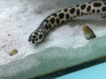 AOAO SAPPOROに投稿された画像（2026/3/29）