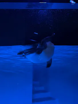 AOAO SAPPOROに投稿された画像（2026/3/29）