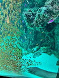 環境水族館アクアマリンふくしまに投稿された画像（2026/3/30）