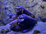 仙台うみの杜水族館に投稿された画像（2026/3/30）