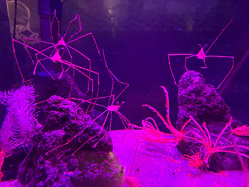 仙台うみの杜水族館に投稿された画像（2026/3/29）