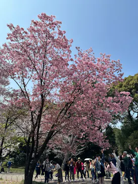 新宿御苑に投稿された画像（2026/3/30）