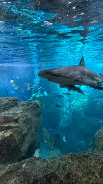 新江ノ島水族館に投稿された画像（2026/3/30）