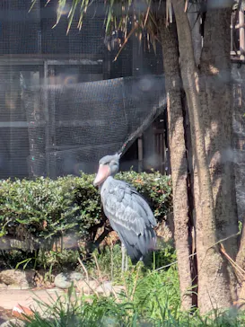 恩賜上野動物園に投稿された画像（2026/3/30）