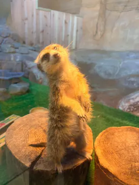 那須どうぶつ王国に投稿された画像（2026/3/30）