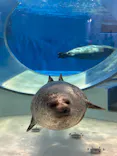 のとじま水族館に投稿された画像（2026/3/30）