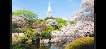 新宿御苑に投稿された画像（2026/3/30）