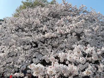 新宿御苑に投稿された画像（2026/3/30）