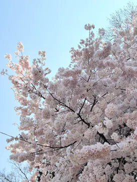 新宿御苑に投稿された画像（2026/3/30）