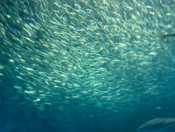 名古屋港水族館に投稿された画像（2026/3/30）