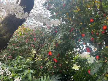 新宿御苑に投稿された画像（2026/3/30）