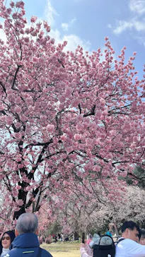 新宿御苑に投稿された画像（2026/3/30）