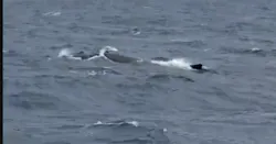 ON SHORE（オンショア）に投稿された画像（2026/3/30）