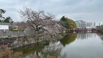 小田原城に投稿された画像（2026/3/30）