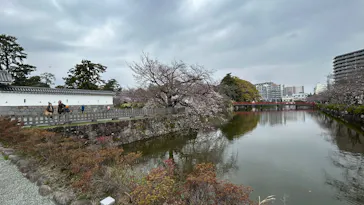 小田原城に投稿された画像（2026/3/30）