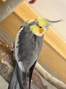 Moff アニマル カフェ イーアス 高尾店に投稿された画像（2026/3/30）