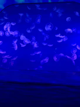 新江ノ島水族館に投稿された画像（2026/3/30）