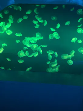 新江ノ島水族館に投稿された画像（2026/3/30）