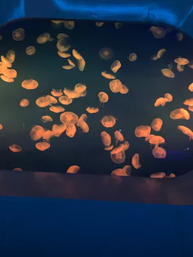 新江ノ島水族館に投稿された画像（2026/3/30）