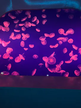 新江ノ島水族館に投稿された画像（2026/3/30）