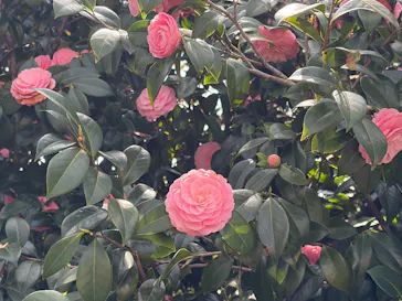 新宿御苑に投稿された画像（2026/3/30）