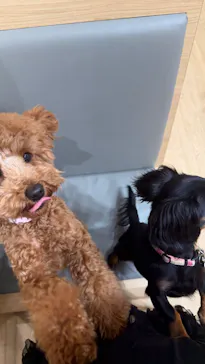 いぬカフェRio 浅草店に投稿された画像（2026/3/30）